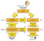 Les deux voies de la lecture selon S. Dehaene